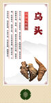 中药材  乌头展示图