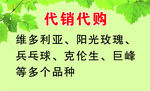 葡萄名片购销处