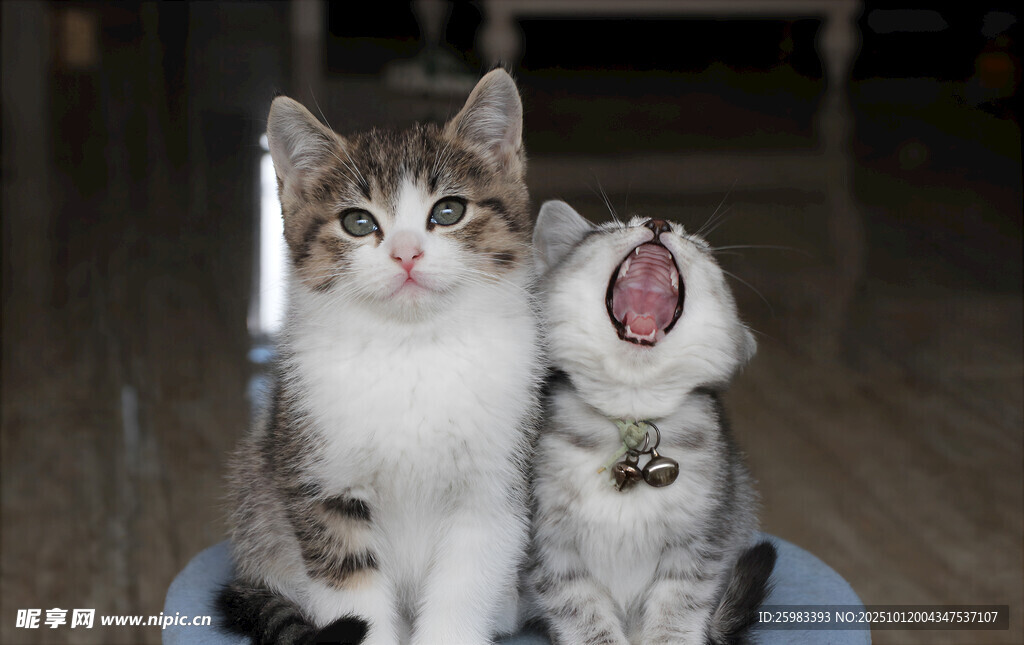 猫