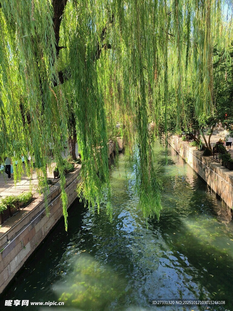 河畔垂柳下的清幽小河