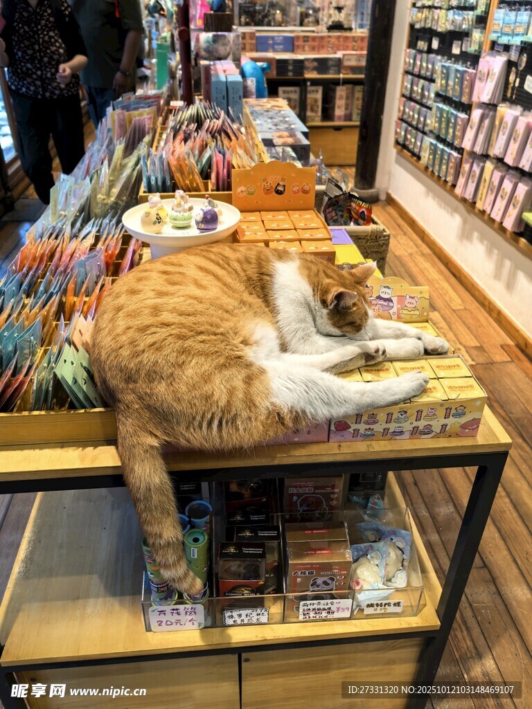 书店中惬意睡觉的猫咪