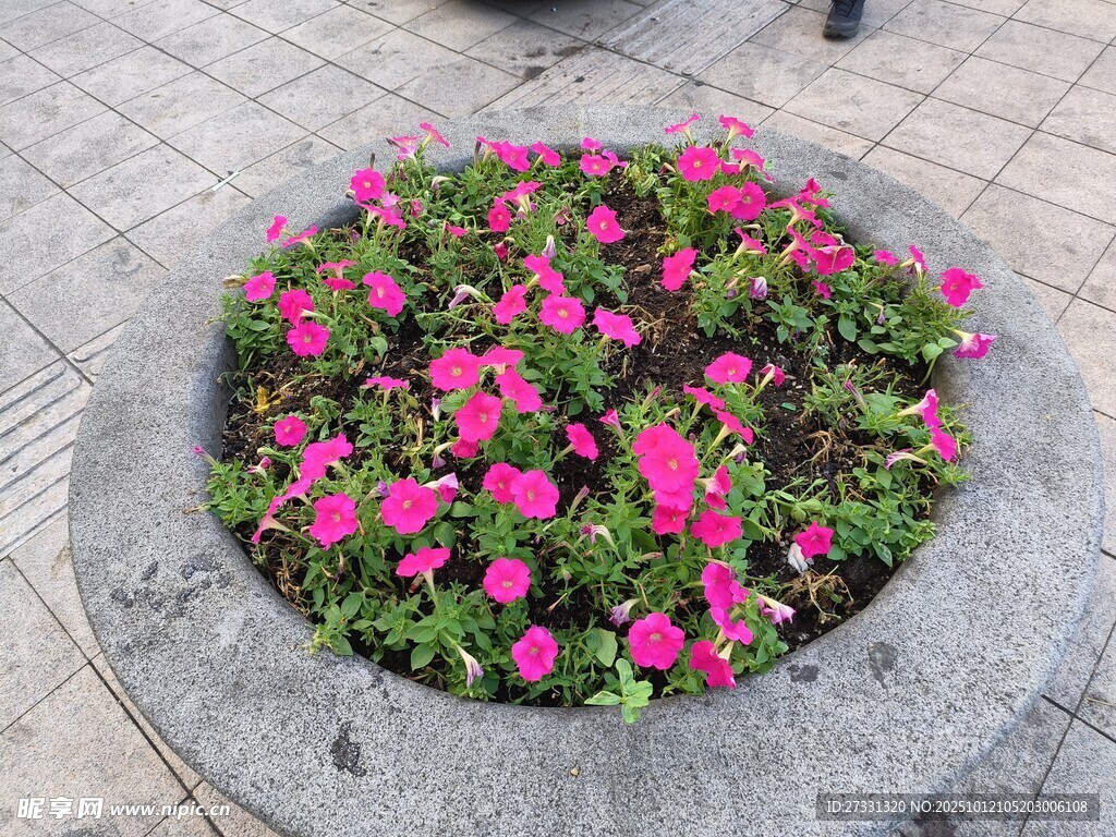 圆形花坛中的艳丽花朵