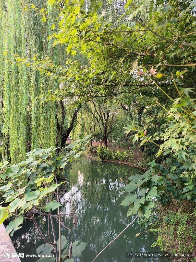 溪边垂柳环绕的清幽景致