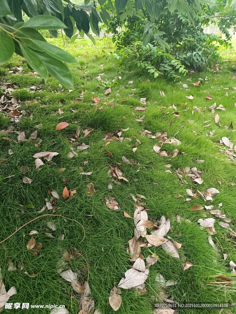 林间草地落叶自然美景