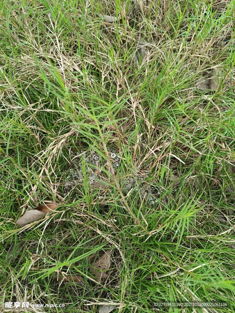 翠绿草地