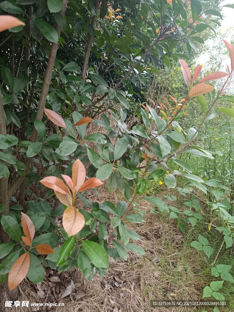 绿叶间的红嫩新叶