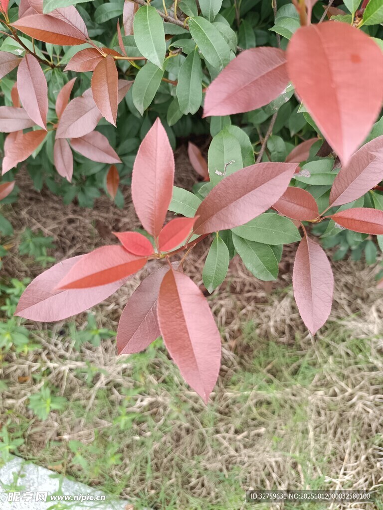 红叶灌木特写