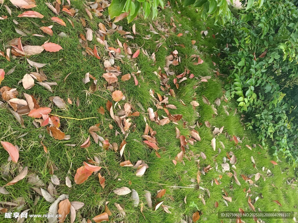 落叶与绿草交织的景致