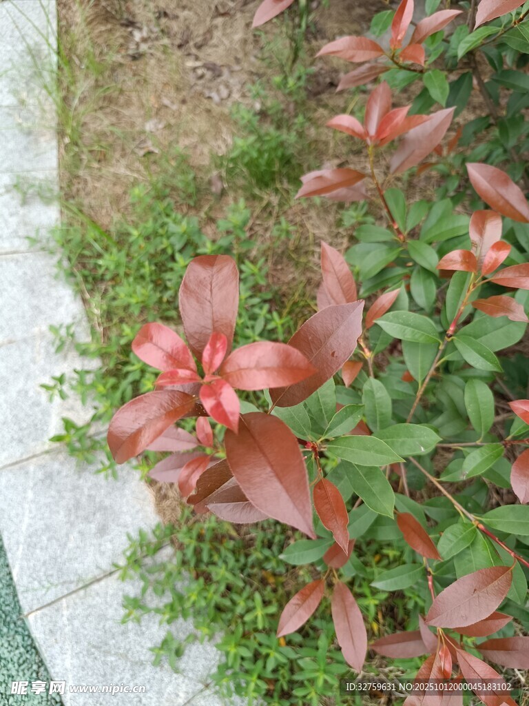 红色叶片植物特写