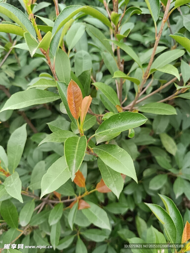 绿叶间的橙红嫩叶