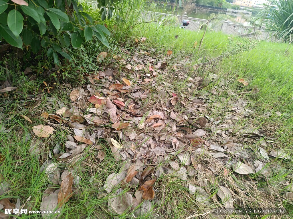 草地落叶景象