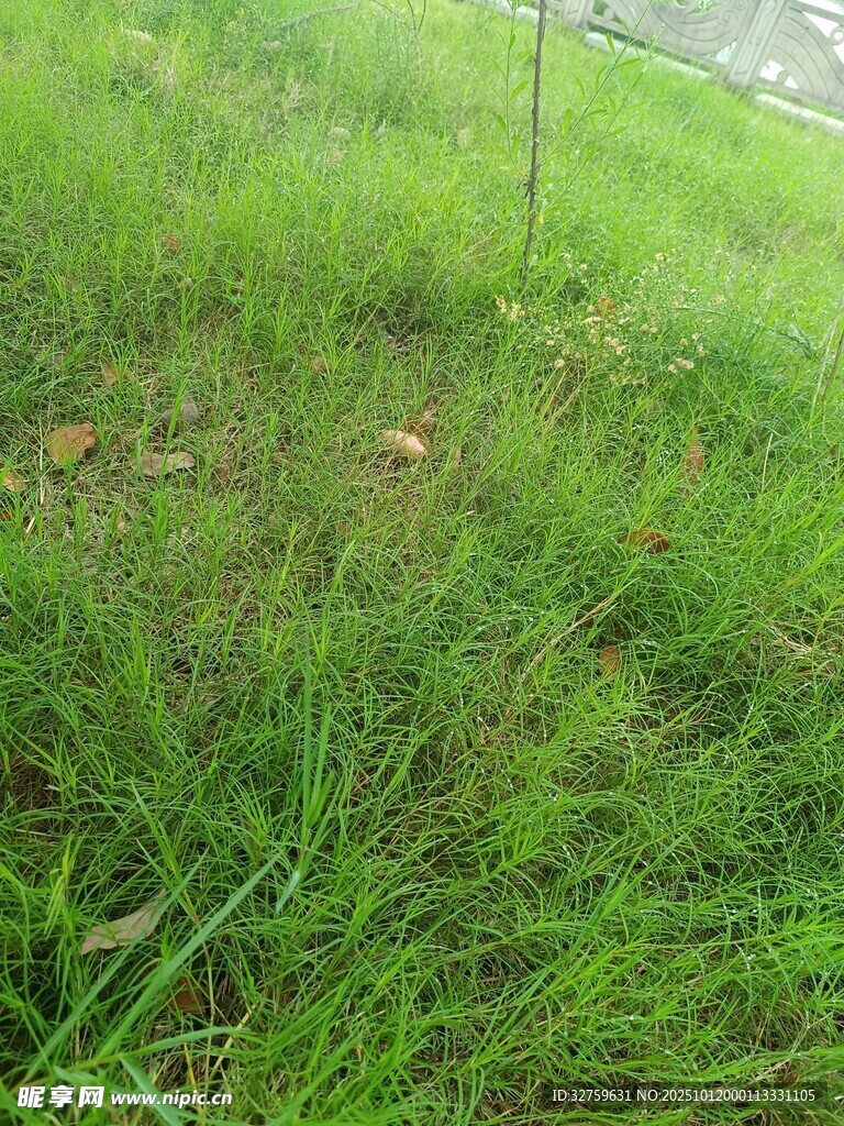 翠绿草地中的生机景象