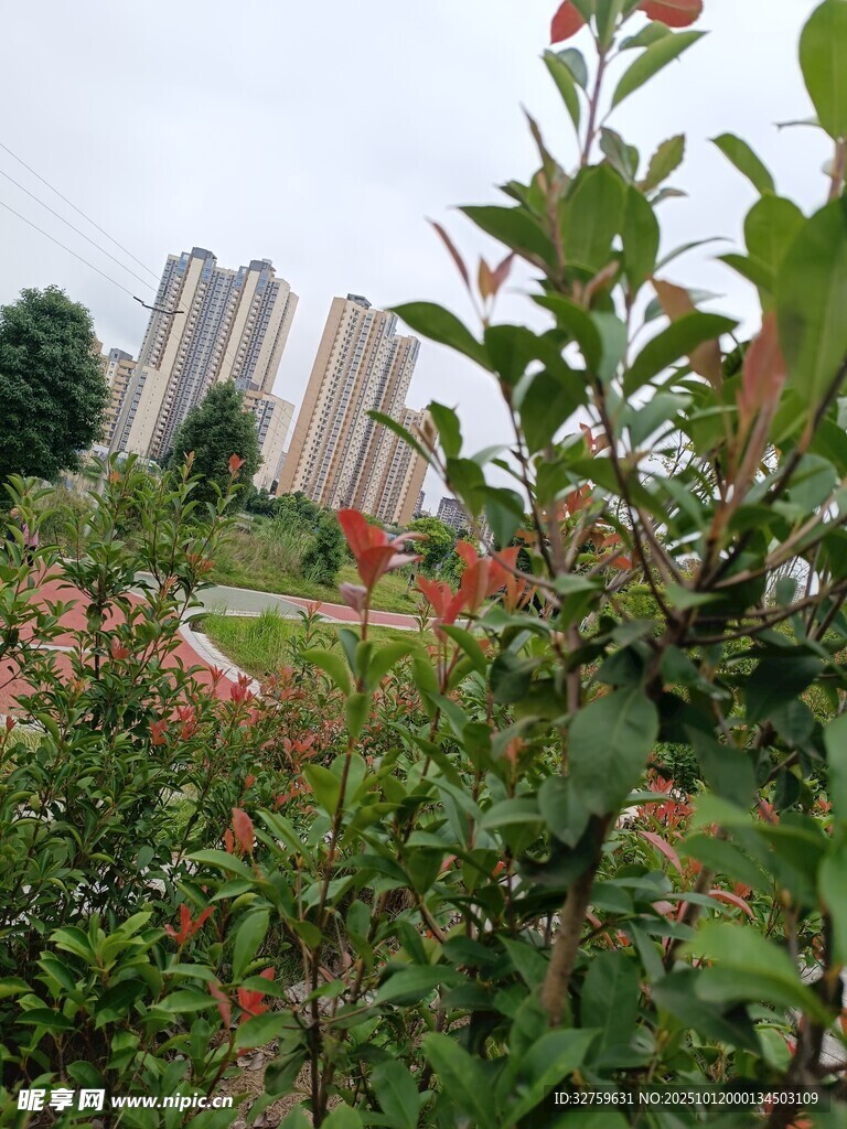 城市中繁茂的绿植与高楼