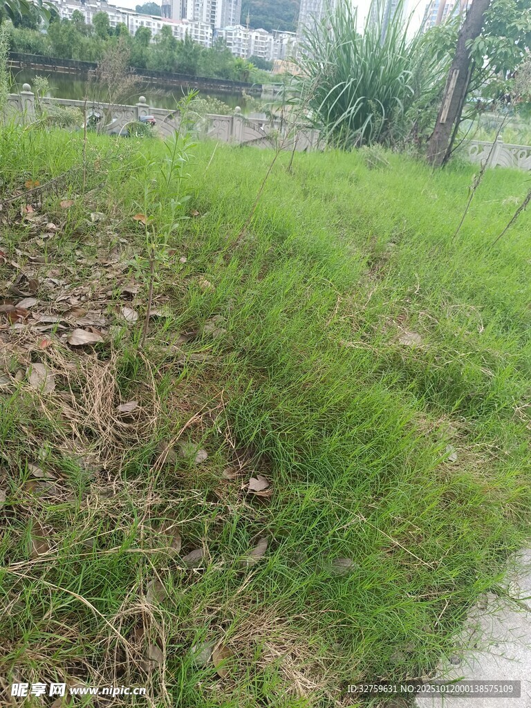 户外草地场景