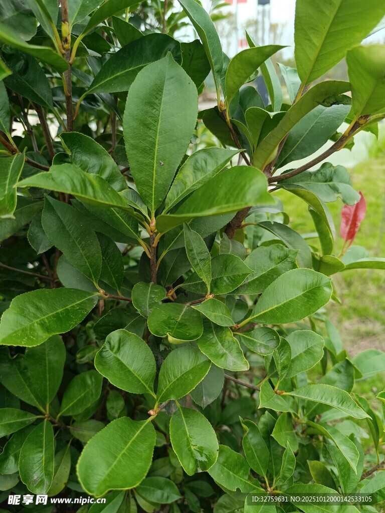 绿叶间的娇艳红花
