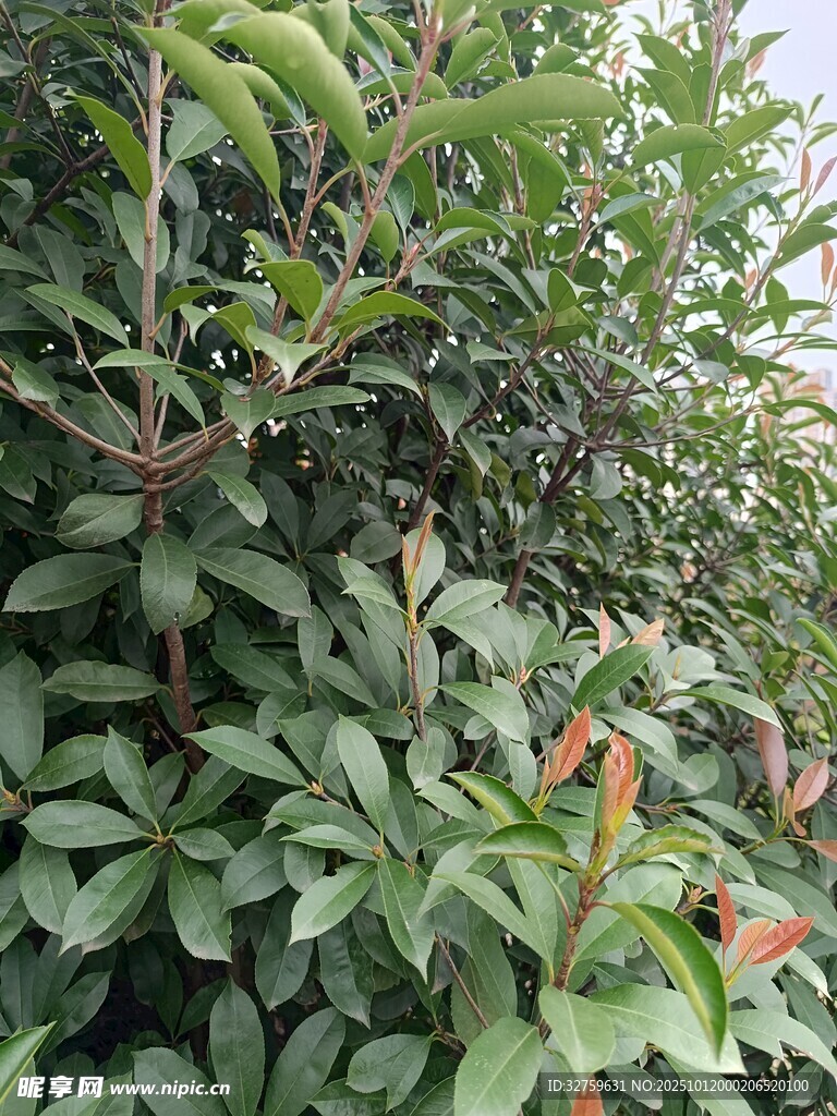 绿叶间的多彩植物