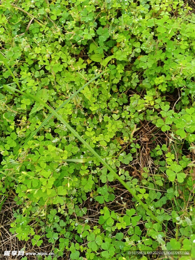 翠绿三叶草植物景观