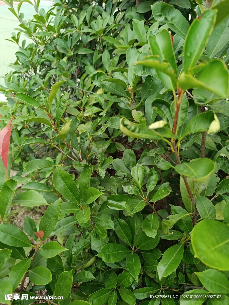 绿叶间的娇艳花朵