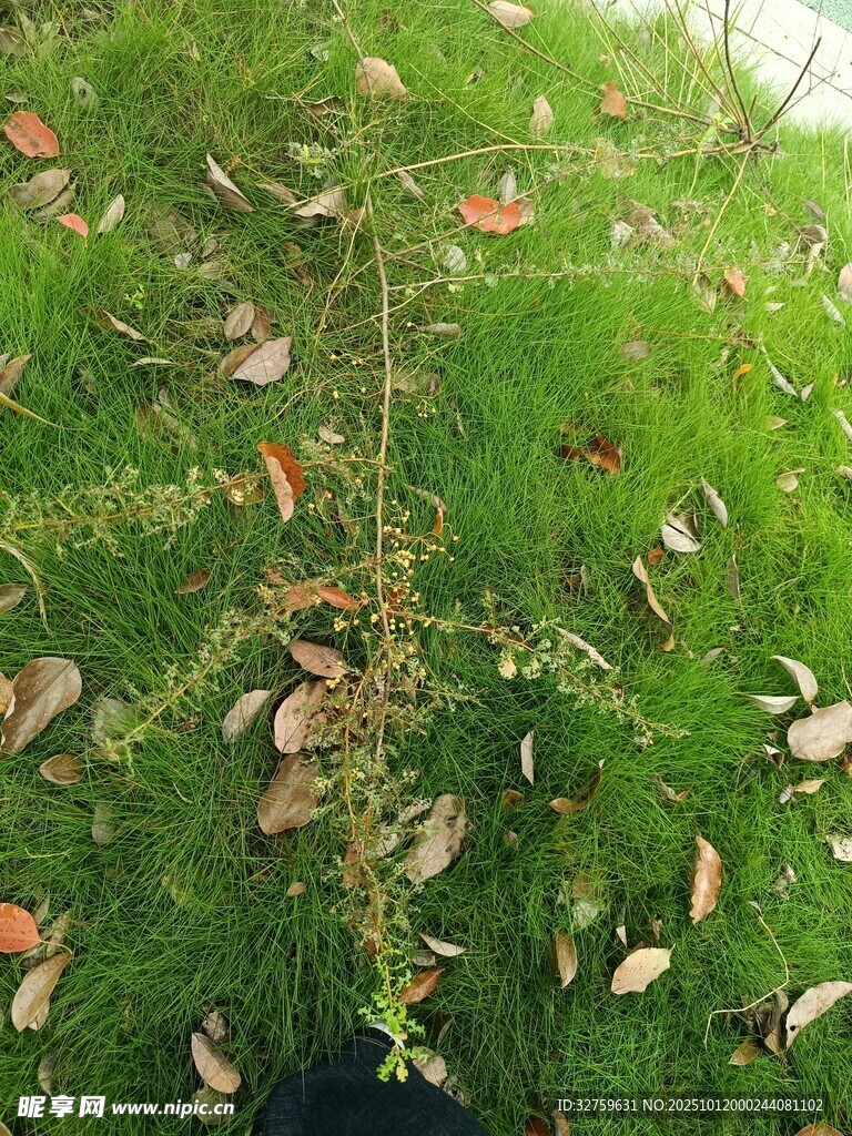 绿叶间散落的棕色叶片
