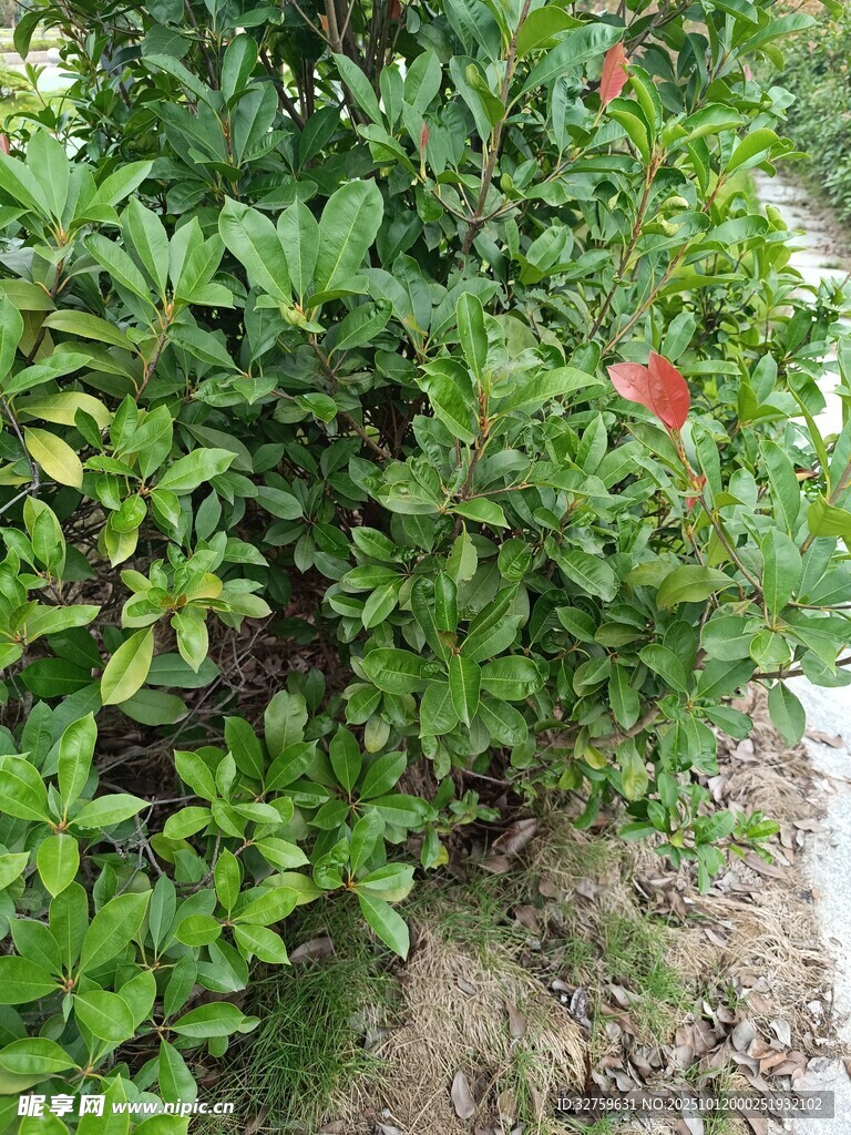 绿叶丛中点点红花