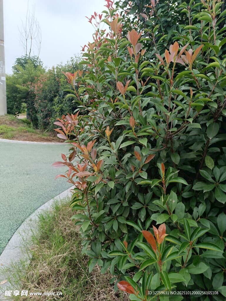 路边繁茂的多彩灌木丛
