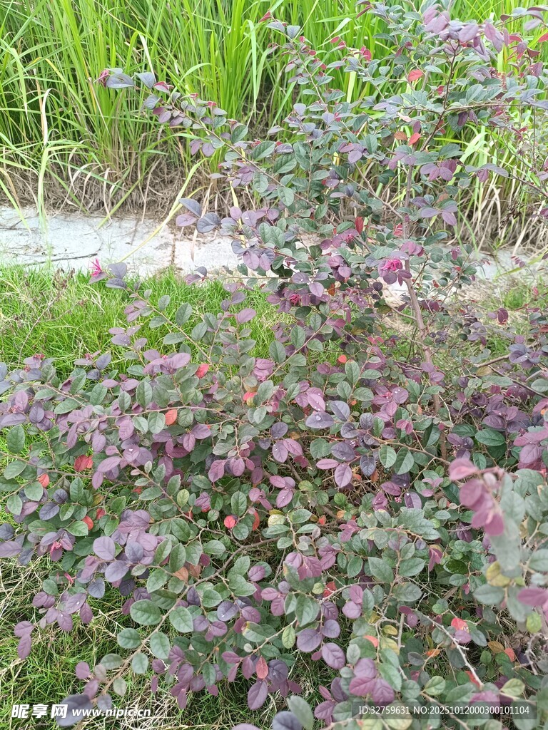 紫色缤纷植物景观