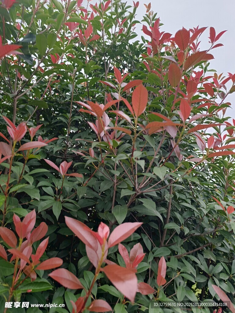 红叶灌木特写