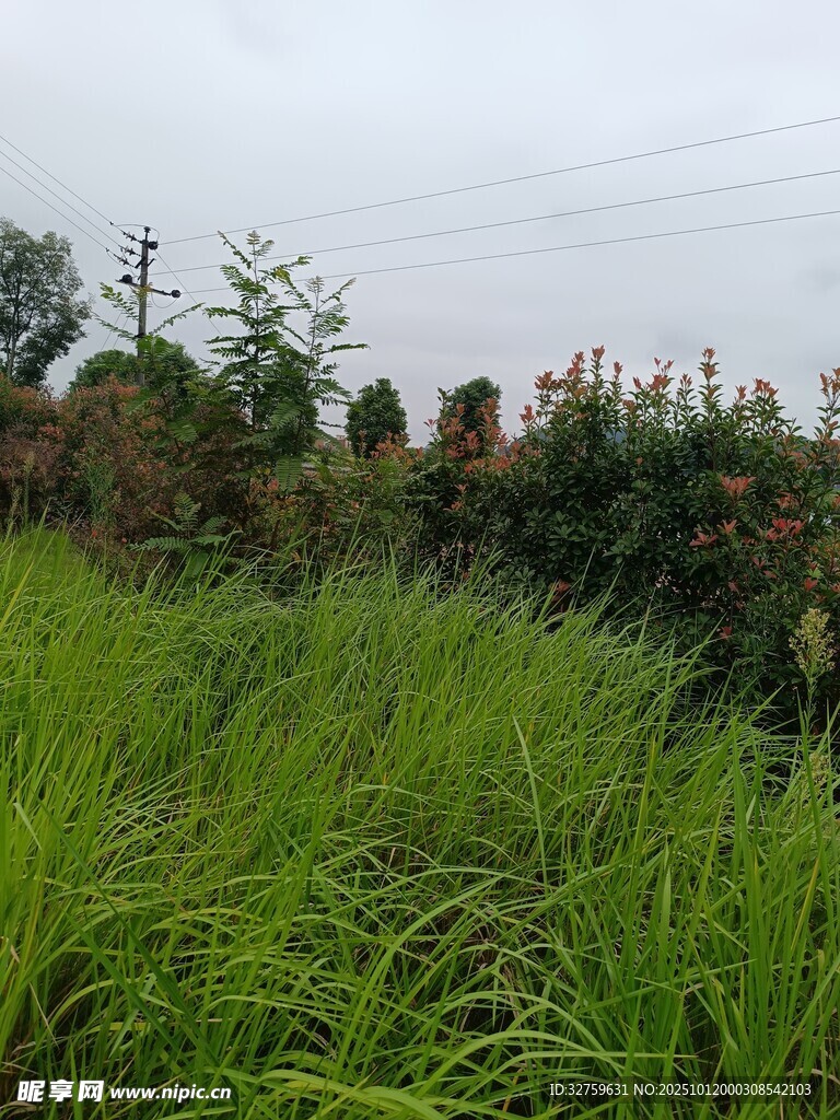 田野间的葱郁草地与植物