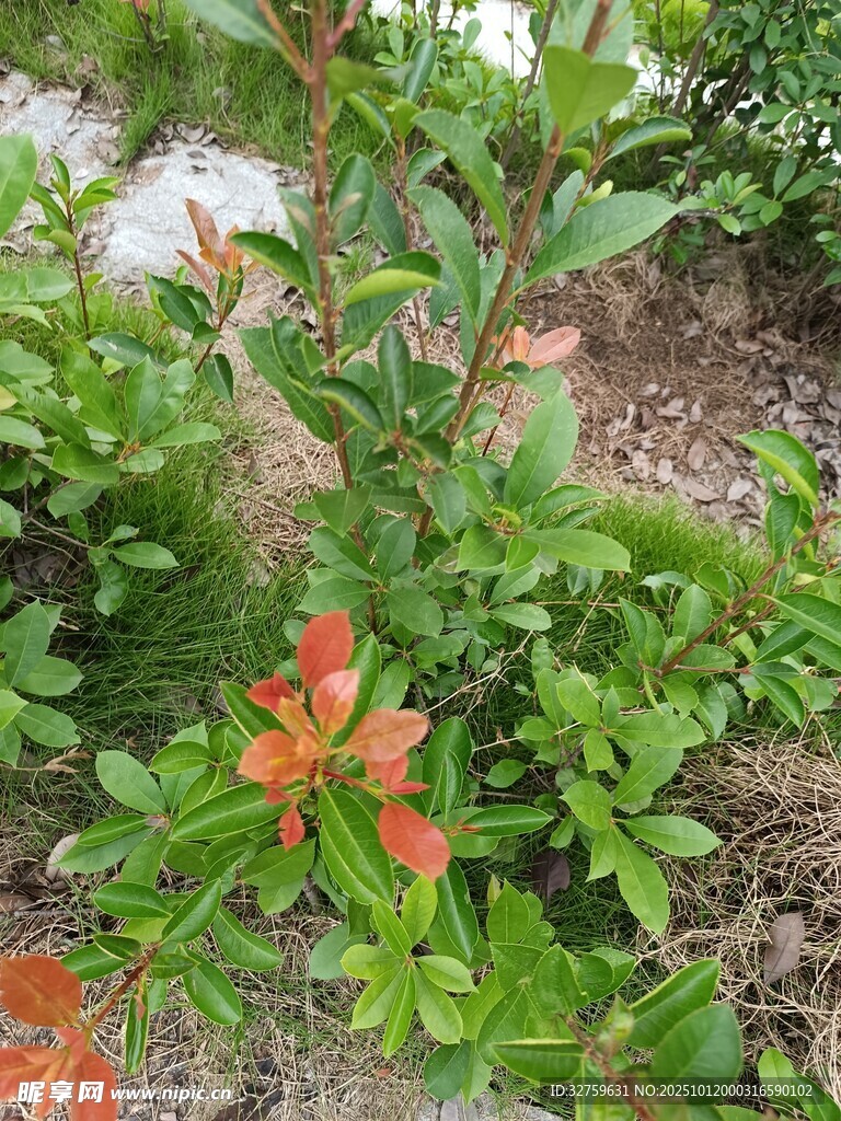 绿叶丛中的红色植物