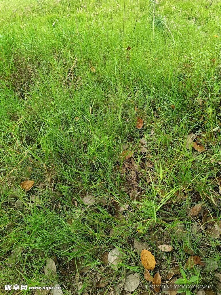 翠绿草地