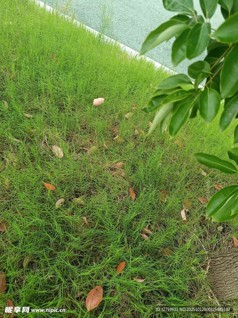 岸边翠绿草地与零星落叶