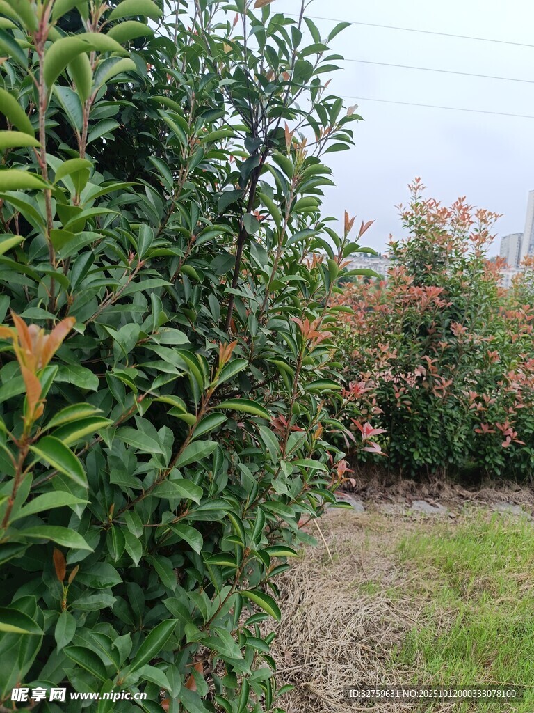 果园绿植景观