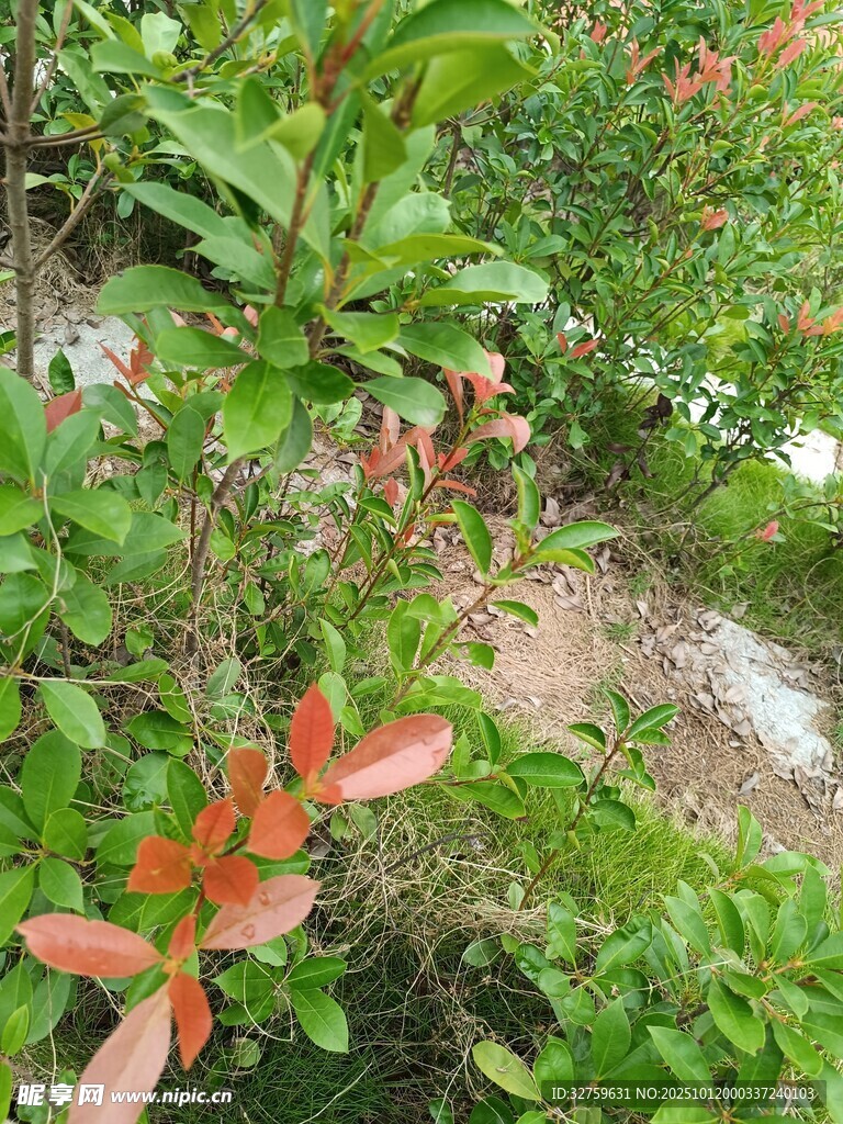 绿叶间的红嫩枝叶