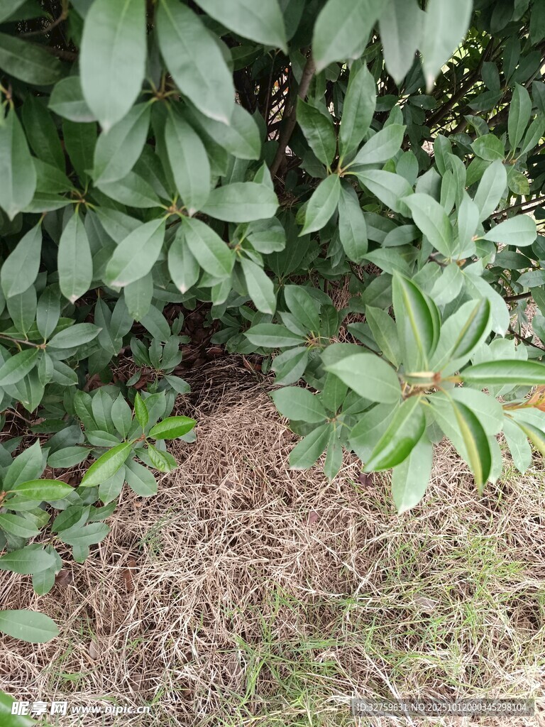 绿叶下的地面景象