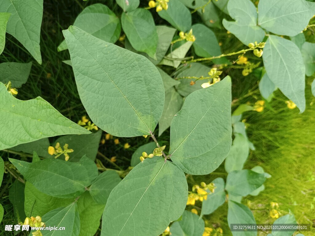 绿叶间的黄色小花