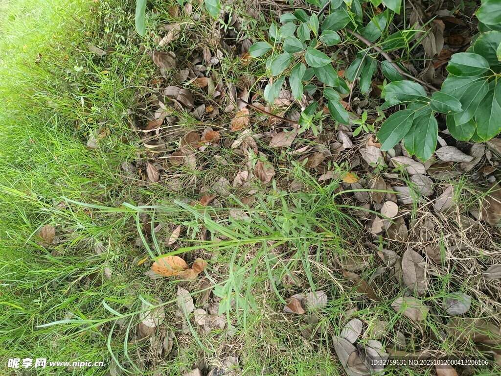 草地中散落的多彩蘑菇