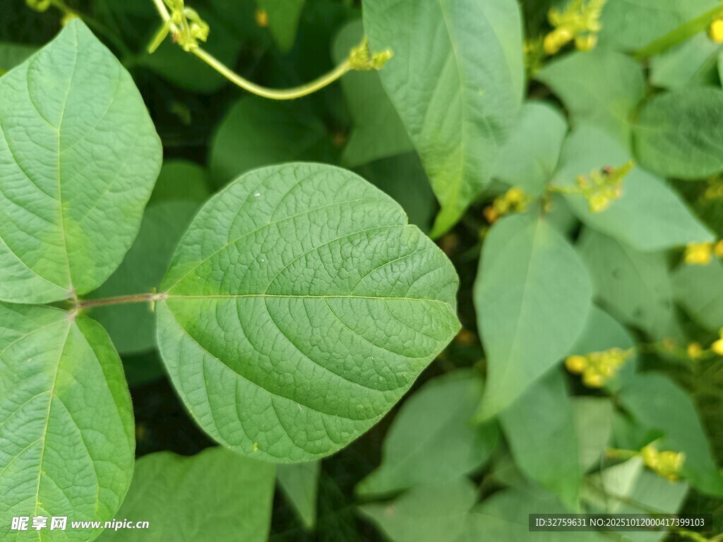 绿叶黄花的植物特写