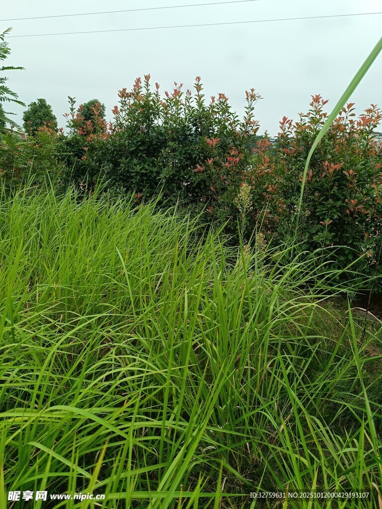 野外葱郁草地景观