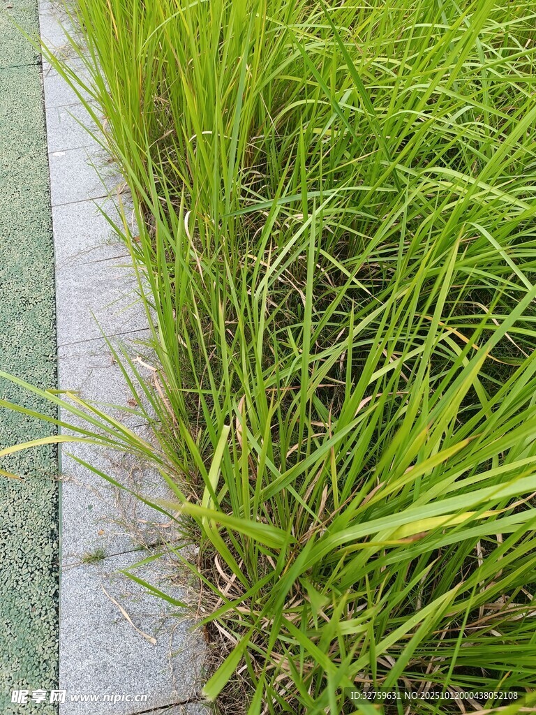 路边嫩绿草丛