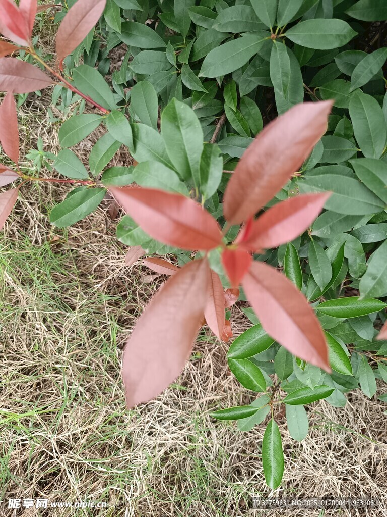 红叶植物特写