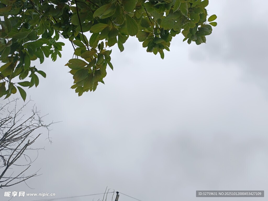 阴天树枝下的灰白天空