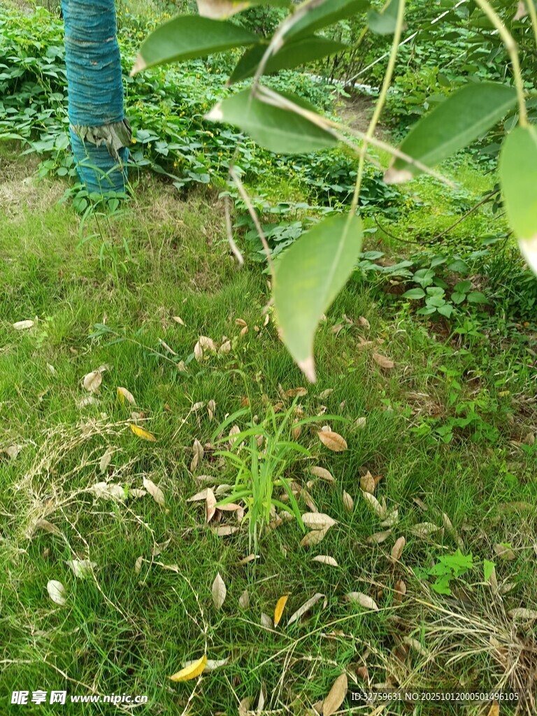 绿意盎然的草地与枝叶