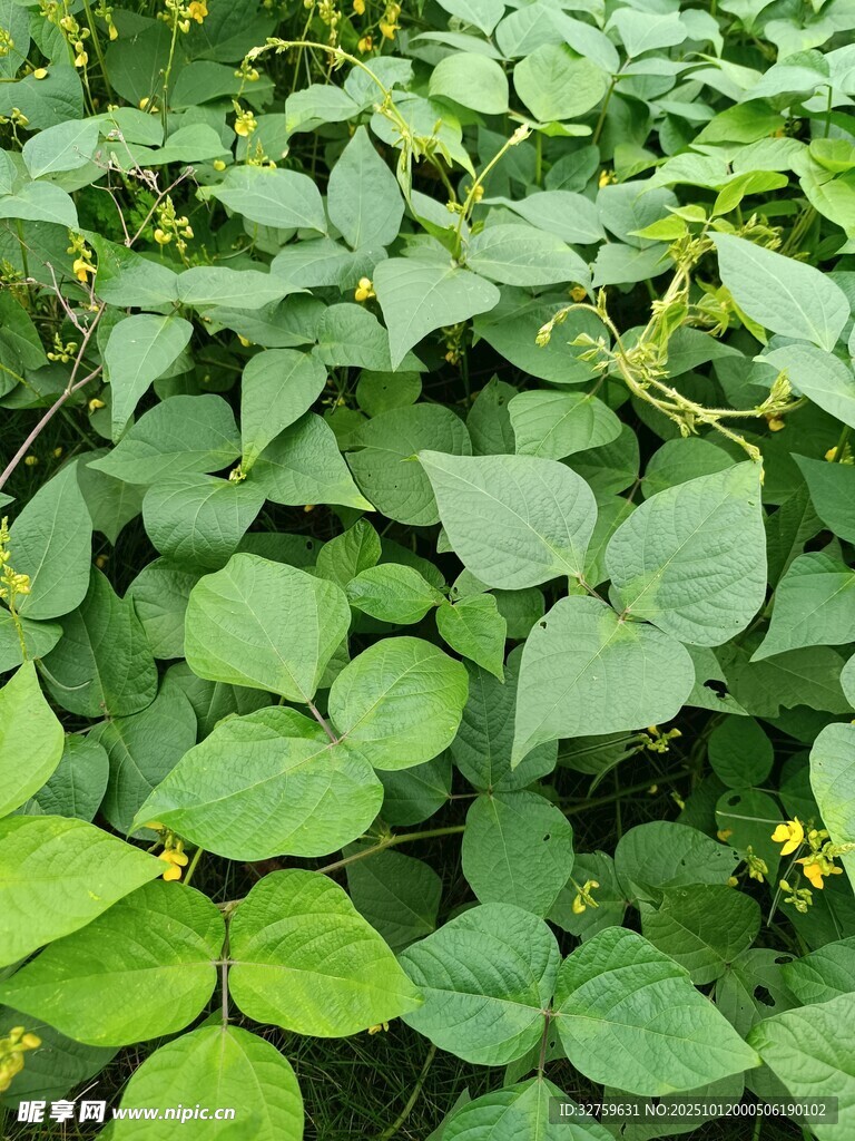绿叶繁茂的植物景观