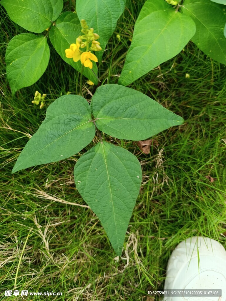绿叶间的黄色小花植物