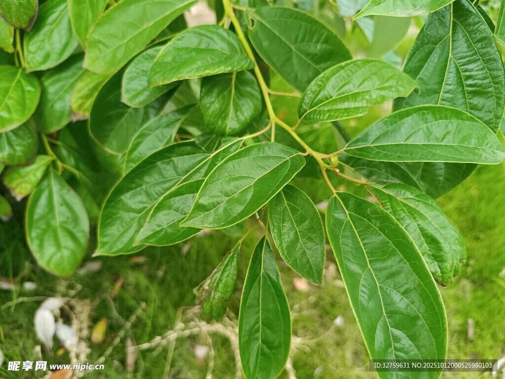 绿叶白花植物特写