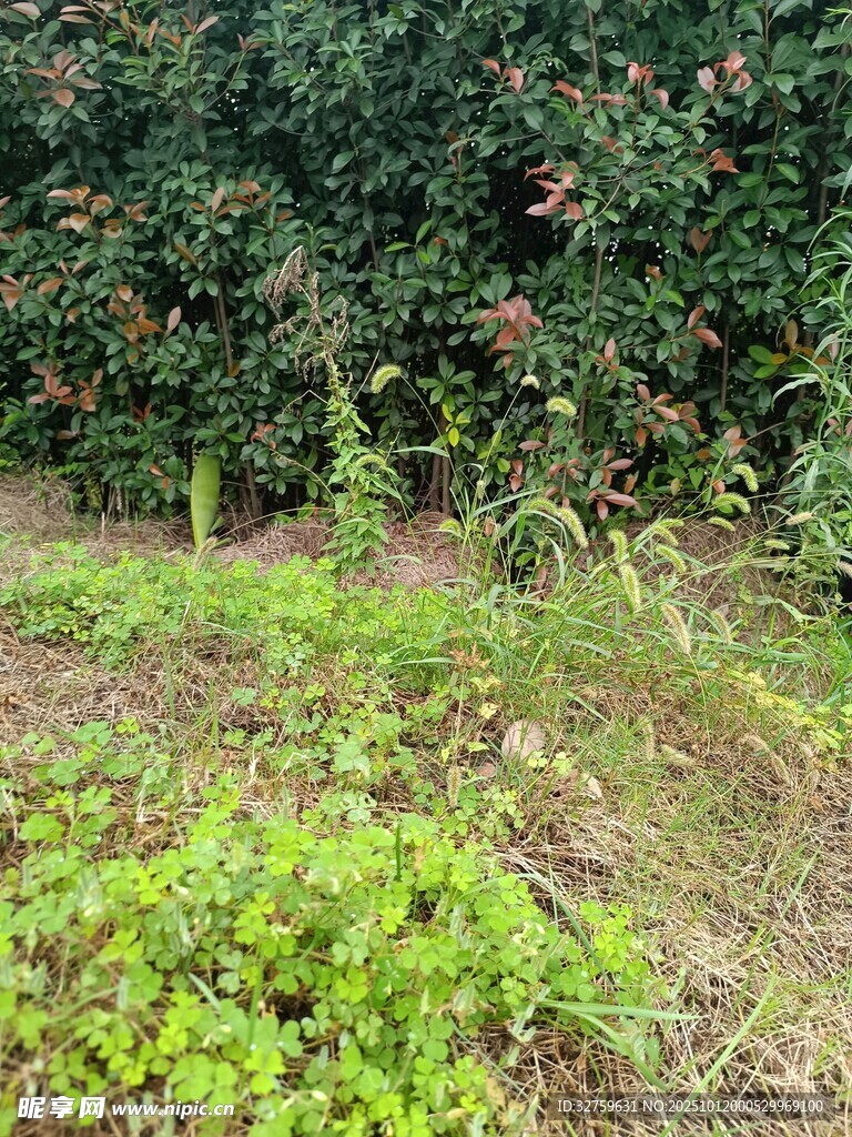 野外绿植丛生的自然景象