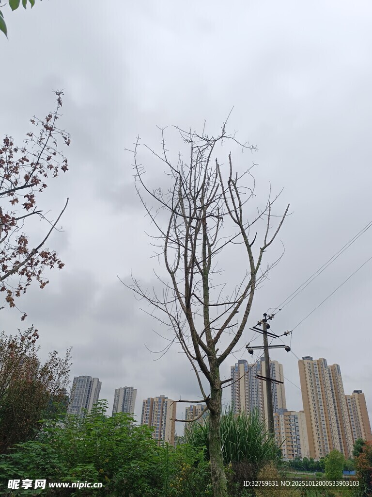 城市中枯树立于绿植间