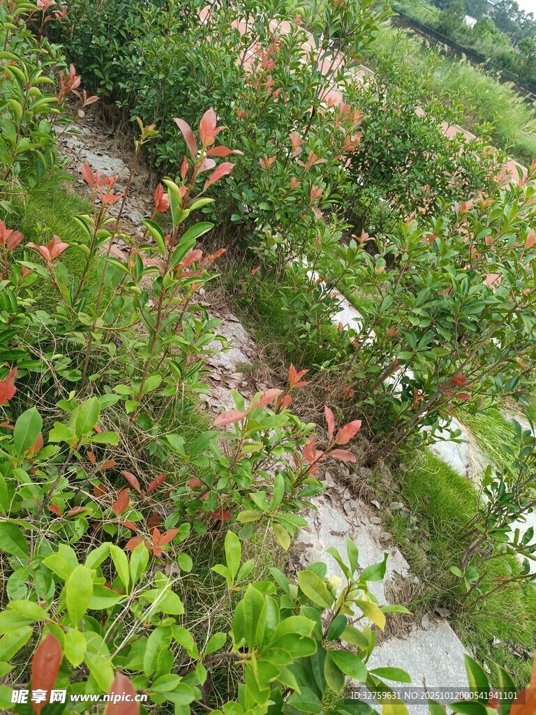 绿意盎然的植物种植场景