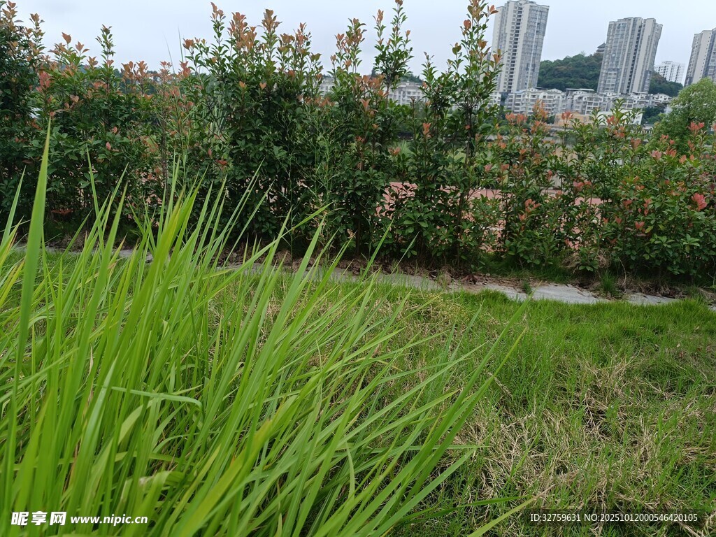 城市边的葱郁草地与花丛