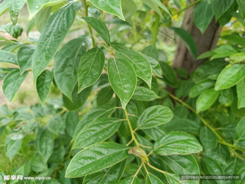 翠绿枝叶特写